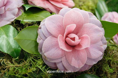 Camellia competition 2005.