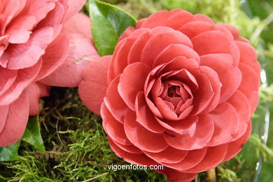 XLI Concurso-exposición de la Camelia 2005 en Bouzas (Vigo).