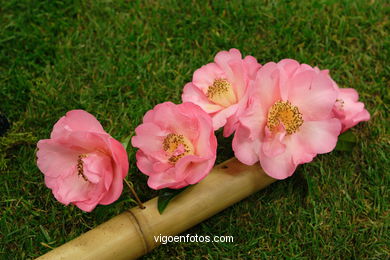 XLI Concurso-exposición de la Camelia 2005 en Bouzas (Vigo).