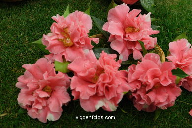 Exposici�n de la camelia 2005. 