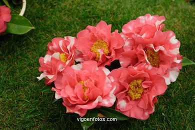 XLI Concurso-exposición de la Camelia 2005 en Bouzas (Vigo).
