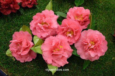 Camellia competition 2005. 