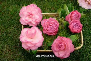 Camellia competition 2005. 