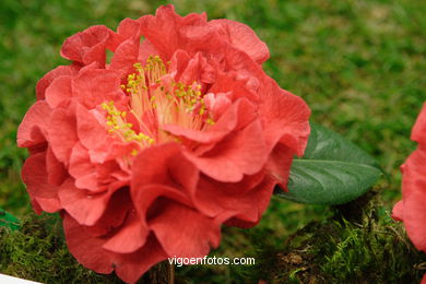 Camellia competition 2005. 