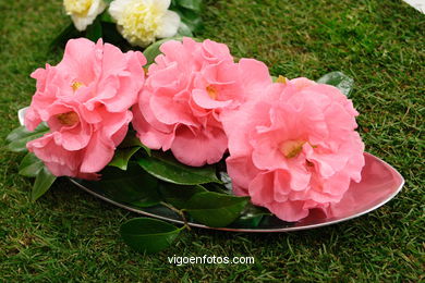 Camellia competition 2005. 