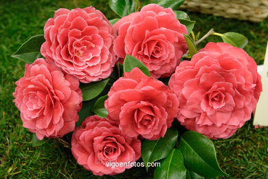 Exposici�n de la camelia 2005. 