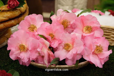 Exposici�n de la camelia 2005. 