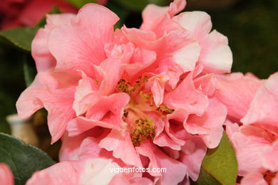 Camellia competition 2005. 