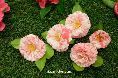 Camellia competition 2005. 