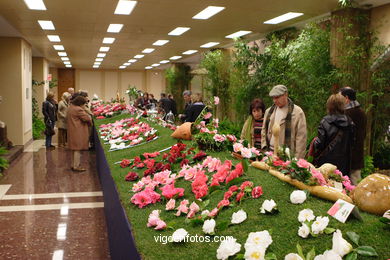 XLI Concurso-exposición de la Camelia 2005 en Bouzas (Vigo).