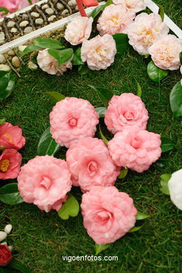Exposici�n de la camelia 2005. 