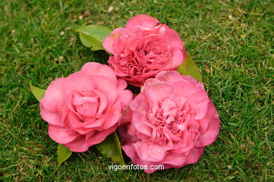 Exposici�n de la camelia 2005. 