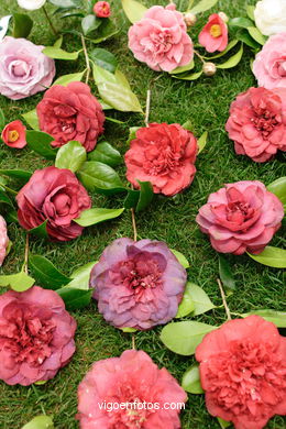 Exposici�n de la camelia 2005. 
