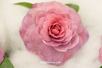 Exposici�n de la camelia 2005. 
