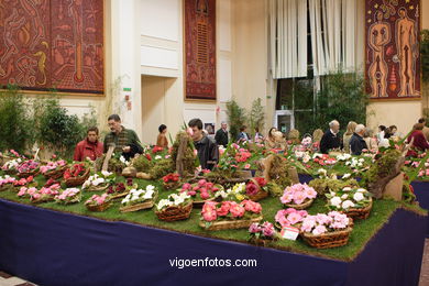 Camellia competition 2005.