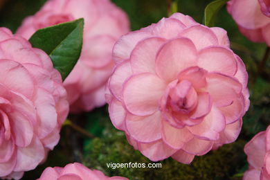 Camellia competition 2005.