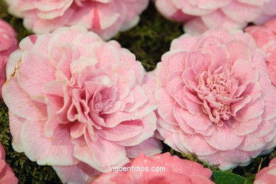 Camellia competition 2005.