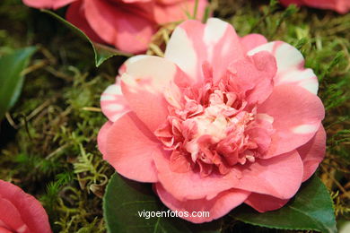 Camellia competition 2005.