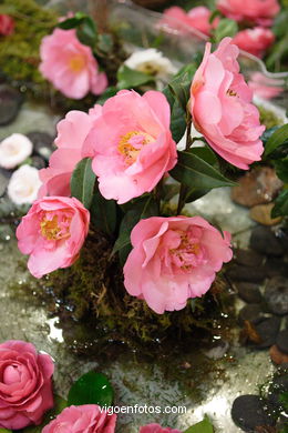 Camellia competition 2005.