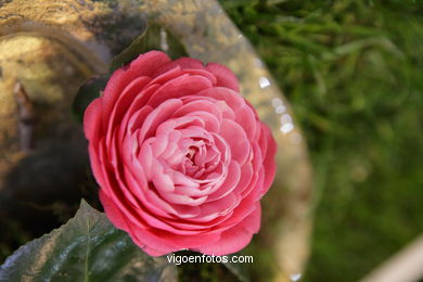 Camellia exhibition 2008. 