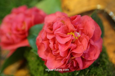 Concurso-exposici�n de la Flor de la Camelia 2008 en Bouzas (Vigo). 
