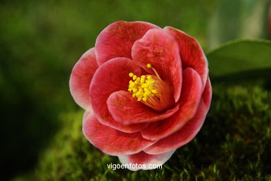Concurso-exposición de la Flor de la Camelia 2008 en Bouzas (Vigo).