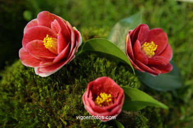 Camellia exhibition 2008. 