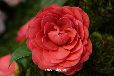 Concurso-exposici�n de la Flor de la Camelia 2008 en Bouzas (Vigo). 