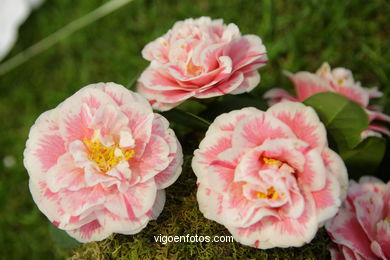 Camellia exhibition 2008. 