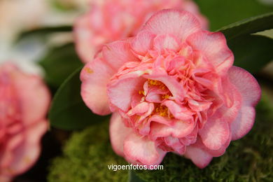 Camellia exhibition 2008. 