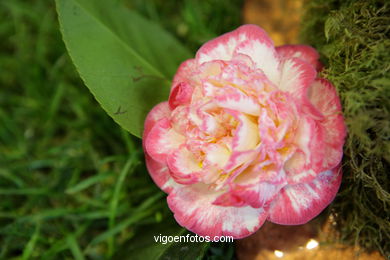 Concurso-exposici�n de la Flor de la Camelia 2008 en Bouzas (Vigo). 