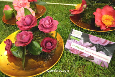 Concurso-exposici�n de la Flor de la Camelia 2008 en Bouzas (Vigo). 