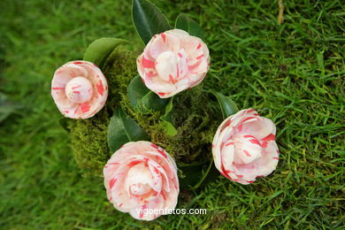 Camellia exhibition 2008. 