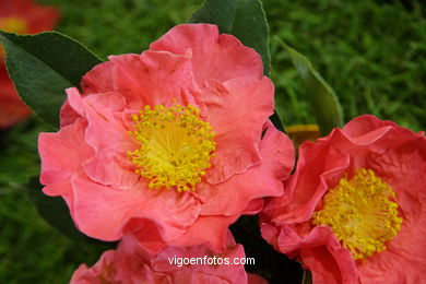 Camellia exhibition 2008. 