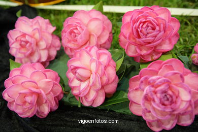 Camellia exhibition 2008. 