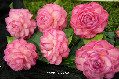 Concurso-exposición de la Flor de la Camelia 2008 en Bouzas (Vigo).