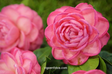 Camellia exhibition 2008. 