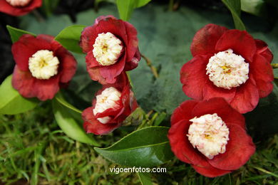 Camellia exhibition 2008. 