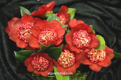 Camellia exhibition 2008. 