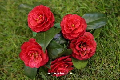 Camellia exhibition 2008. 