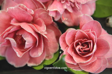 Camellia exhibition 2008. 