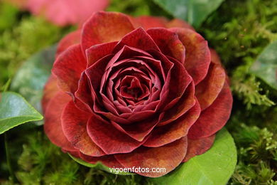 Camellia exhibition 2008. 