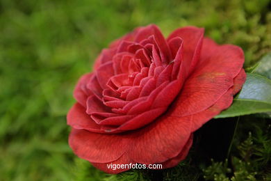 Camellia exhibition 2008. 