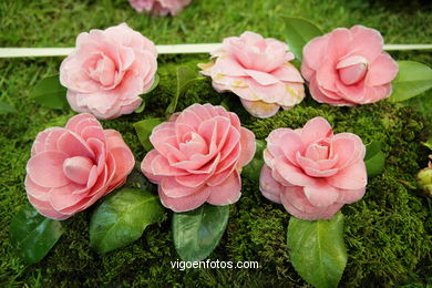 Camellia exhibition 2008. 