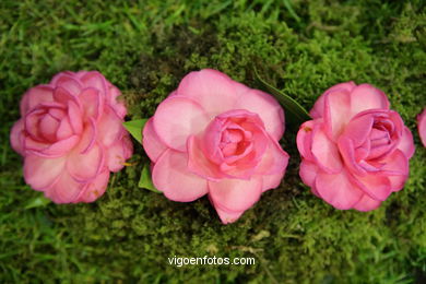 Camellia exhibition 2008. 