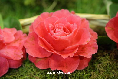 Camellia exhibition 2008. 