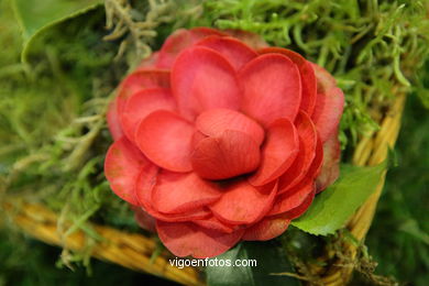 Concurso-exposición de la Flor de la Camelia 2008 en Bouzas (Vigo).