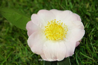 Camellia exhibition 2008. 
