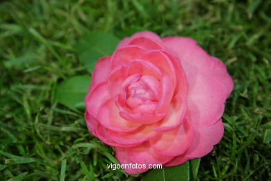 Concurso-exposición de la Flor de la Camelia 2008 en Bouzas (Vigo).