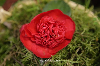 Camellia exhibition 2008. 